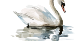 LE CYGNE